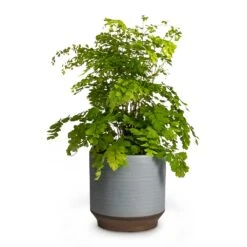 Adiantum Fragrans - Delta Maidenhair Fern -Greencore Store Adiantum Fragrans Delta Maidenhair Fern 13x30cm Pot Suze Blue 15x14cm