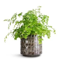 Adiantum Fragrans - Delta Maidenhair Fern -Greencore Store Adiantum Fragrans Delta Maidenhair Fern 13x30cm Stian Plant Pot Moss Green 16x15cm