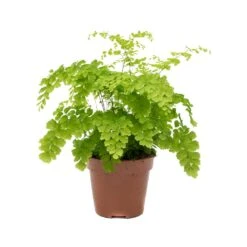 Adiantum Fragrans - Delta Maidenhair Fern -Greencore Store Adiantum Fragrans Delta Maidenhair Fern
