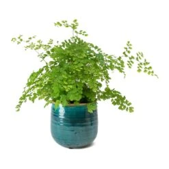 Adiantum Fragrans - Delta Maidenhair Fern -Greencore Store Adiantum Fragrans Delta Maidenhair Fern Iris Turquoise Plant Pot