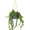 Aeschynanthus Rasta - Lipstick Plant -Greencore Store Aeschynanthus Rasta Lipstick Plant 15x40cm Patt Hanging Plant Pot Black Washed 20x17cm