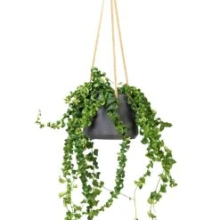 Patt Hanging Plant Pot - Black Washed 24 Patt Hanging Plant Pot - Black Washed -Greencore Store Aeschynanthus Rasta Lipstick Plant 15x40cm Patt Hanging Plant Pot Black Washed 20x17cm f6089cf4 a50d 4baf b1b2 c85c694b1977