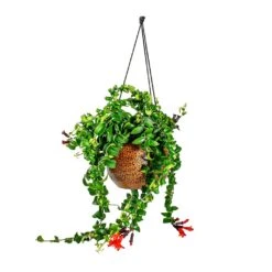Mya Hanging Planter - Shiny Mocha -Greencore Store Aeschynanthus Rasta Lipstick Plant Mya Hanging Planter Shiny Mocha 021dd599 e96a 4584 a075 46b15cd42646