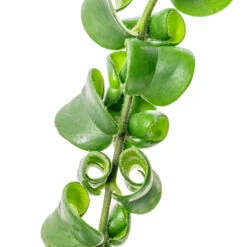 Aeschynanthus Rasta - Lipstick Plant -Greencore Store Aeschynanthus Rasta Lipstick Plant SWATCH 2