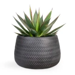 Greencore Store -Greencore Store Agave Shaka Zulu 15x25cm Angle Darcy Plant Pot Anthracite 24x16cm