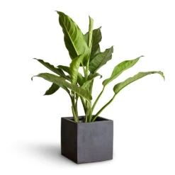 Fleur Natural Planter - Black -Greencore Store Aglaonema B.J. Freedman Chinese Evergreen 17x70cm Fleur Natural Planter Black 20x20x20cm 3
