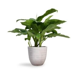 Angle Couple Plant Pot - White -Greencore Store Aglaonema B.J. Freedman Chinese Evergreen 24x80cm Angle Couple Plant Pot White 30x28cm 4e7cbd8e 96e2 4911 a4d0 856d1f5b2677