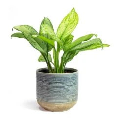 Aglaonema Christina - Chinese Evergreen -Greencore Store Aglaonema Christina Chinese Evergreen Issa Plant Pot Light Blue