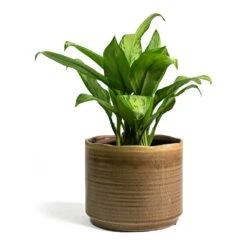 Aglaonema Christina - Chinese Evergreen -Greencore Store Aglaonema Christina Chinese Evergreen Jordy Plant Pot Grey