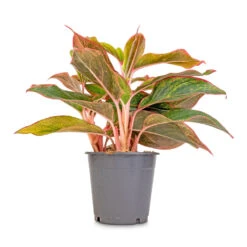 Aglaonema Crete - Chinese Evergreen 17 Aglaonema Crete - Chinese Evergreen -Greencore Store Aglaonema Crete Chinese Evergreen 12x25cm
