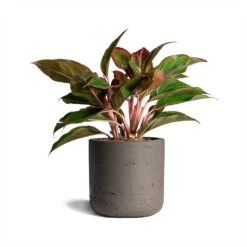 Aglaonema Crete - Chinese Evergreen 24 Aglaonema Crete - Chinese Evergreen -Greencore Store Aglaonema Crete Chinese Evergreen 12x25cm Charlie Plant Pot Ash Brown 15x15cm