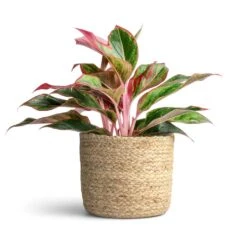 Aglaonema Crete - Chinese Evergreen 19 Aglaonema Crete - Chinese Evergreen -Greencore Store Aglaonema Crete Chinese Evergreen 12x25cm Maartje Plant Baskets Set of 5 Jute