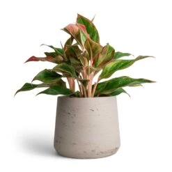Aglaonema Crete - Chinese Evergreen 22 Aglaonema Crete - Chinese Evergreen -Greencore Store Aglaonema Crete Chinese Evergreen 12x25cm Patt Plant Pot Grey Washed 17x14cm