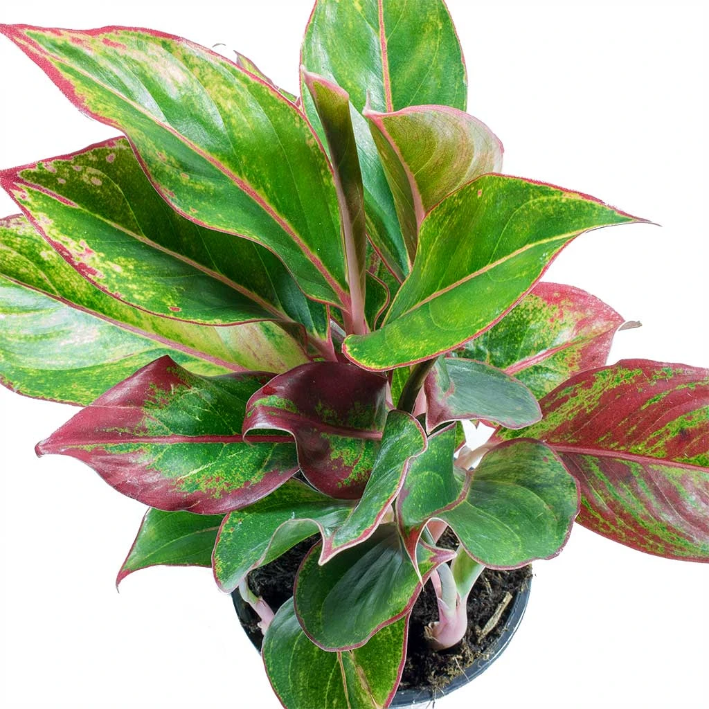 Aglaonema Crete - Chinese Evergreen 9 Aglaonema Crete - Chinese Evergreen - Image 7