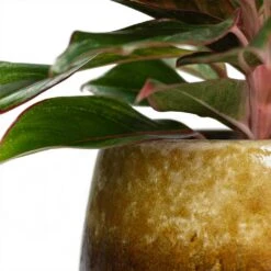 Aglaonema Crete - Chinese Evergreen 26 Aglaonema Crete - Chinese Evergreen -Greencore Store Aglaonema Crete Chinese Evergreen Lindy Plant Pot Ochre Close Up be0c6f66 4517 4a84 88ea d9ad39e1080a