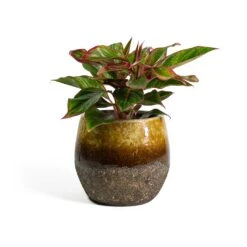 Aglaonema Crete - Chinese Evergreen 25 Aglaonema Crete - Chinese Evergreen -Greencore Store Aglaonema Crete Chinese Evergreen Lindy Plant Pot Ochre ef37a1ee 6836 421c 8ed8 a8094bed3ad4