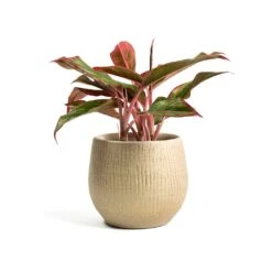 Aglaonema Crete - Chinese Evergreen 20 Aglaonema Crete - Chinese Evergreen -Greencore Store Aglaonema Crete Chinese Evergreen Ryan Plant Pot Sand Gold 905bf1a7 16ef 47ef a97b e5fe73b429e3