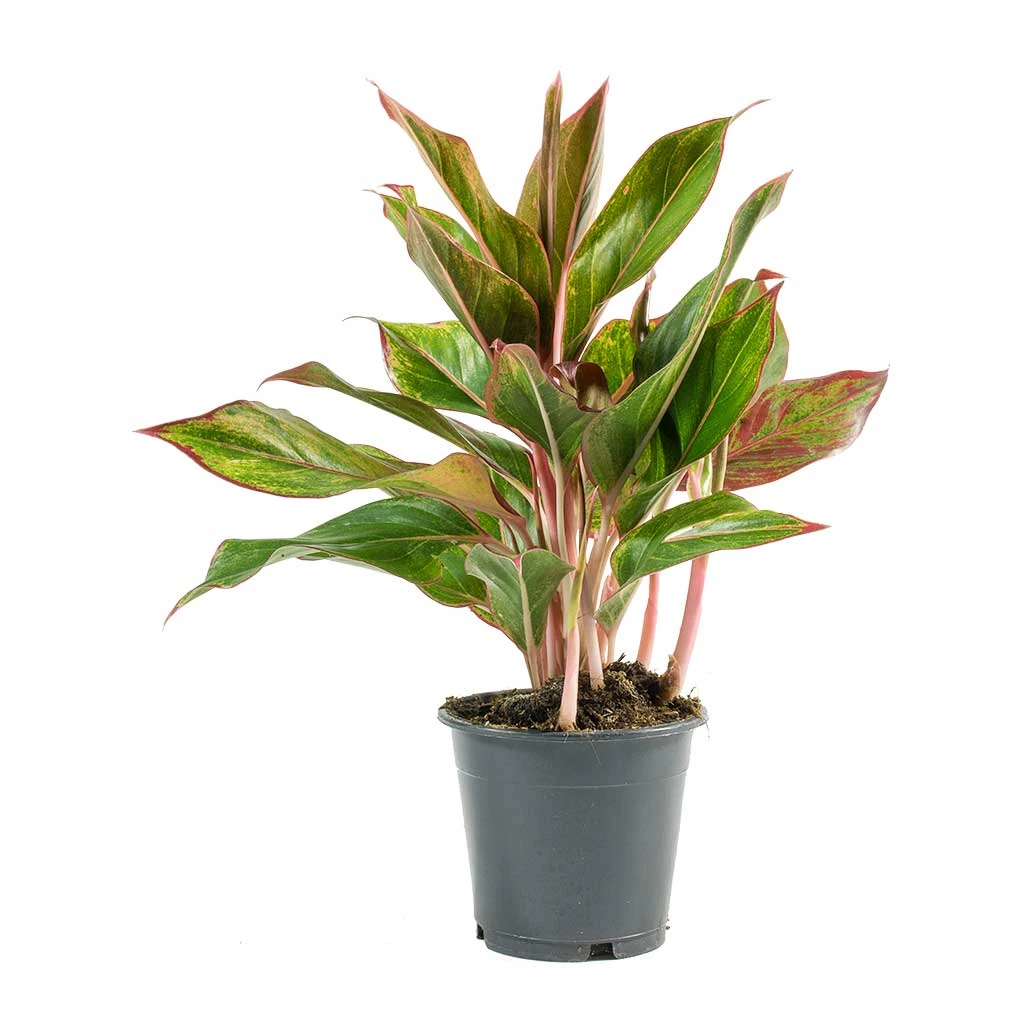 Aglaonema Crete - Chinese Evergreen 11 Aglaonema Crete - Chinese Evergreen - Image 9