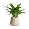 Aglaonema Cutlass - Chinese Evergreen -Greencore Store Aglaonema Cutlass Chinese Evergreen Houseplant 12x35cm Patt Plant Pot Grey Washed 17x14cm