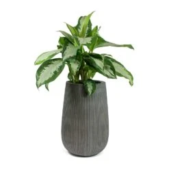 Patt High Plant Vase - Ridged Dark Grey -Greencore Store Aglaonema Diamond Bay Chinese Evergreen Patt High Plant Vase Ridged Dark Grey