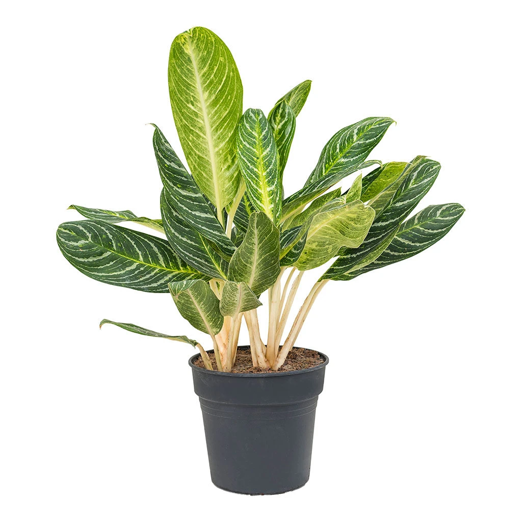 Aglaonema Key Lime - Chinese Evergreen 7 Aglaonema Key Lime - Chinese Evergreen - Image 5