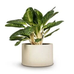 Grigio Cylinder Planter - Antique White Concrete -Greencore Store Aglaonema Key Lime Chinese Evergreen 27x75cm Grigio Cylinder Planter Antique White Concrete 48x32cm