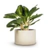 Aglaonema Key Lime - Chinese Evergreen -Greencore Store Aglaonema Key Lime Chinese Evergreen 27x75cm Grigio Cylinder Planter Antique White Concrete 48x32cm cd663a76 60f5 4765 970d e97030cf7b44