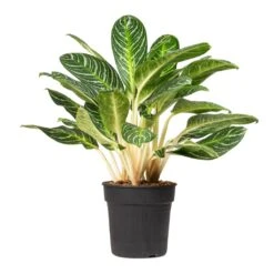 Aglaonema Key Lime - Chinese Evergreen 23 Aglaonema Key Lime - Chinese Evergreen -Greencore Store Aglaonema Key Lime Chinese Evergreen 27x80cm