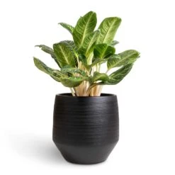 Norell Plant Pot - Black 32 Norell Plant Pot - Black -Greencore Store Aglaonema Key Lime Chinese Evergreen 27x80cm Norell Plant Pot Black 42x38cm 66a98fc0 36ec 43fa 85cf 6f4c27acec76