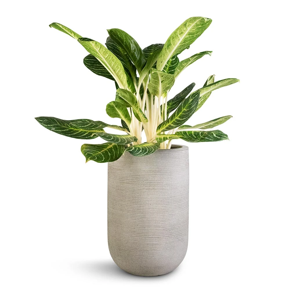 Aglaonema Key Lime - Chinese Evergreen 12 Aglaonema Key Lime - Chinese Evergreen - Image 10