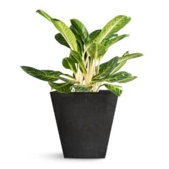 Aglaonema Key Lime - Chinese Evergreen 26 Aglaonema Key Lime - Chinese Evergreen -Greencore Store Aglaonema Key Lime Chinese Evergreen Ella Artstone Plant Pot Black 45x45x45cm