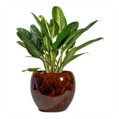Aglaonema Key Lime - Chinese Evergreen 28 Aglaonema Key Lime - Chinese Evergreen -Greencore Store Aglaonema Key Lime Chinese Evergreen Kae Plant Pot Cayenne