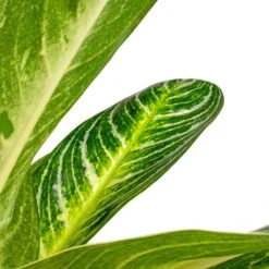 Aglaonema Key Lime - Chinese Evergreen 21 Aglaonema Key Lime - Chinese Evergreen -Greencore Store Aglaonema Key Lime Chinese Evergreen SWATCH