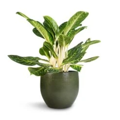 Aglaonema Key Lime - Chinese Evergreen 24 Aglaonema Key Lime - Chinese Evergreen -Greencore Store Aglaonema Key Lime Chinese Evergreen Zembla Plant Pot Green 35x32cm