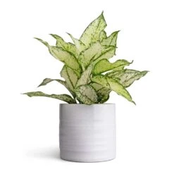 Hadleigh Plant Pot - White -Greencore Store Aglaonema Kiwi Chinese Evergreen 12x30cm Hadleigh Plant Pot White 14x13cm d7e65c5d 2647 419a ae12 c34393535fb8