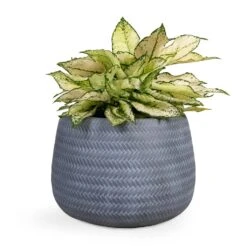 Angle Darcy Plant Pot - Grey -Greencore Store Aglaonema Kiwi Chinese Evergreen 19x45cm Angle Darcy Plant Pot Grey 34.5x24cm 3bfa70c7 e910 41db b43a 624f806f9641