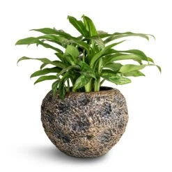 Luxe Lite Moon Globe Planter - Bronze 18 Luxe Lite Moon Globe Planter - Bronze -Greencore Store Aglaonema Maria Chinese Evergreen 17x50cm Luxe Lite Moon Globe Planter Bronze 28x20cm