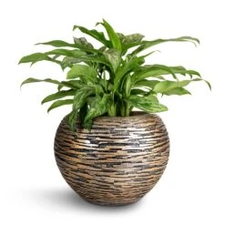 Luxe Lite Wrinkle Globe Planter - Bronze 14 Luxe Lite Wrinkle Globe Planter - Bronze -Greencore Store Aglaonema Maria Chinese Evergreen 17x50cm Luxe Lite Wrinkle Globe Planter Bronze 28x20cm