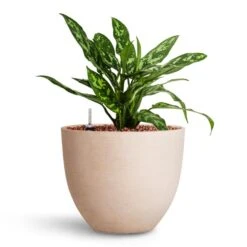 Aglaonema Maria - Chinese Evergreen - HydroCare -Greencore Store Aglaonema Maria Chinese Evergreen HydroCare Coral Refined Planter Natural White