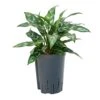Aglaonema Maria - Chinese Evergreen - HydroCare -Greencore Store Aglaonema Maria Chinese Evergreen Hydroculture 15 19x30cm