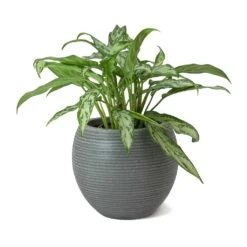 Abby Ball Plant Pot - Ridged Dark Grey 16 Abby Ball Plant Pot - Ridged Dark Grey -Greencore Store Aglaonema Maria Christina Chinese Evergreen Abby Ball Plant Pot Dark Grey b1d19f5c 4653 4e35 ab1f 840c290d3c8f