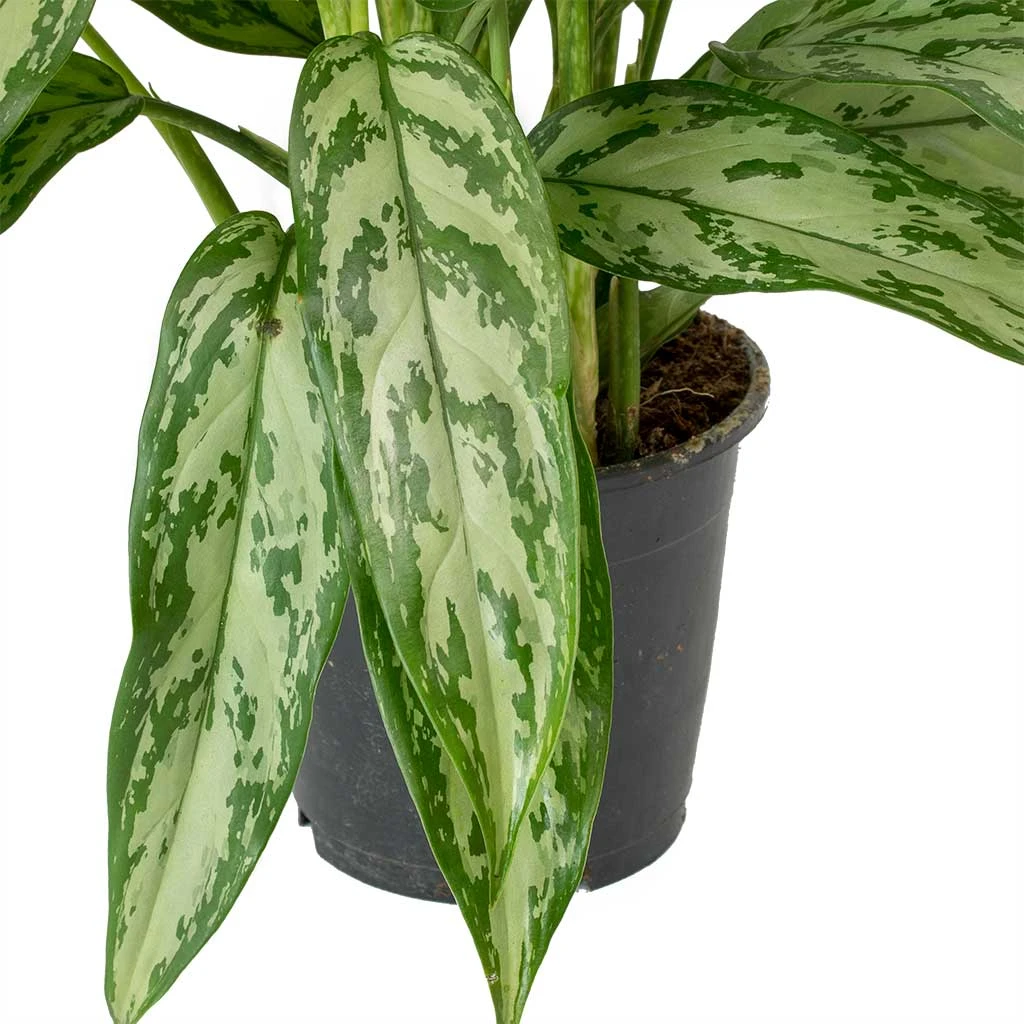 Aglaonema Silver Queen - Chinese Evergreen 7 Aglaonema Silver Queen - Chinese Evergreen - Image 6