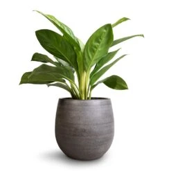 Aglaonema Silver Bay - Chinese Evergreen -Greencore Store Aglaonema Silver Bay Chinese Evergreen 14x45cm Esra Plant Pot Mystic Grey 22x20cm