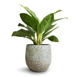 Aglaonema Silver Bay - Chinese Evergreen
