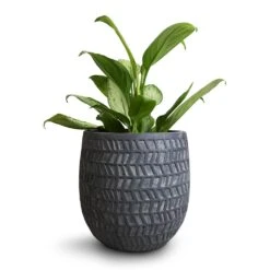 Aglaonema Silver Bay - Chinese Evergreen -Greencore Store Aglaonema Silver Bay Chinese Evergreen 14x45cm Kinza Planter Anthracite 20x20cm