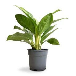 Aglaonema Silver Bay - Chinese Evergreen -Greencore Store Aglaonema Silver Bay Chinese Evergreen 17x55cm