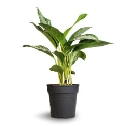 Aglaonema Silver Bay - Chinese Evergreen -Greencore Store Aglaonema Silver Bay Chinese Evergreen 24x65cm 2