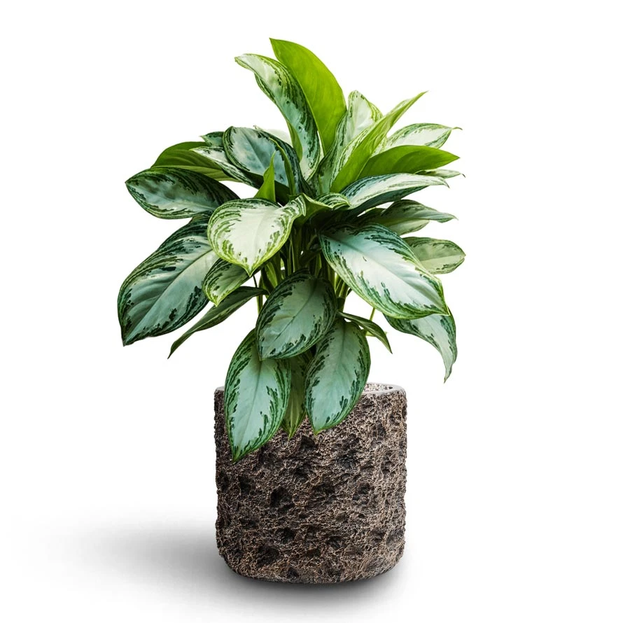 Luxe Lite Moon Cylinder Planter - Bronze 8 Luxe Lite Moon Cylinder Planter - Bronze - Image 6