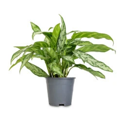 Aglaonema Silver Queen - Chinese Evergreen 18 Aglaonema Silver Queen - Chinese Evergreen -Greencore Store Aglaonema Silver Queen Chinese Evergreen 14x40cm 2