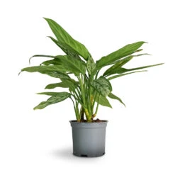 Aglaonema Silver Queen - Chinese Evergreen 25 Aglaonema Silver Queen - Chinese Evergreen -Greencore Store Aglaonema Silver Queen Chinese Evergreen 17x60cm 1